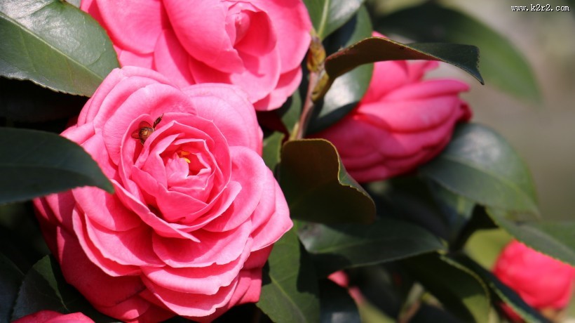 山茶花图片大全