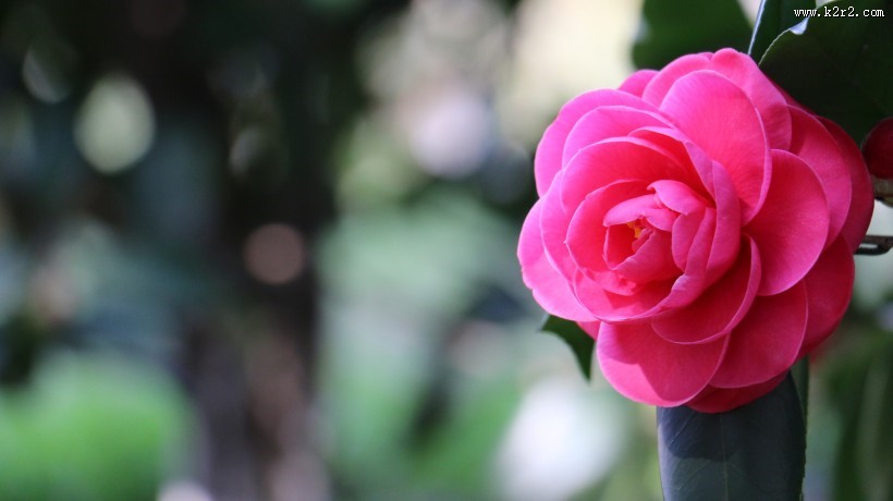 山茶花图片大全