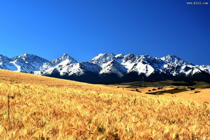 雪山下的金色麦田图片