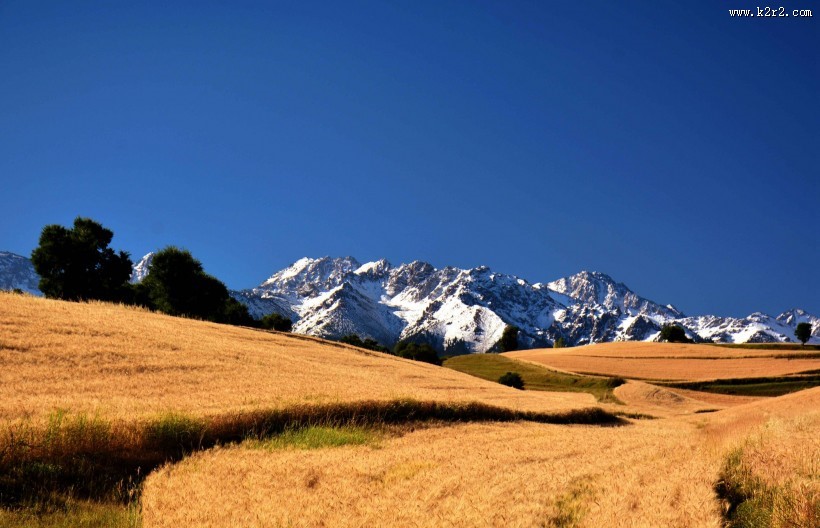 雪山下的金色麦田图片