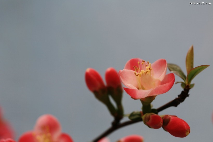 海棠花图片大全