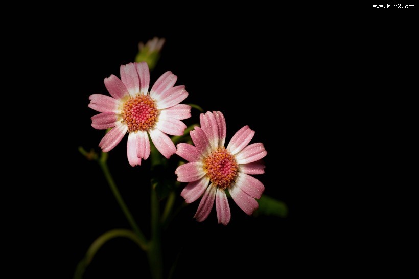 带露珠的粉色瓜叶菊图片