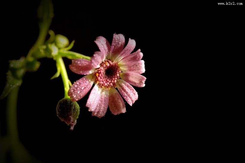 带露珠的粉色瓜叶菊图片