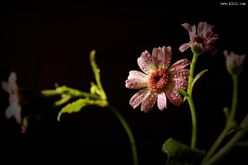 带露珠的粉色瓜叶菊图片