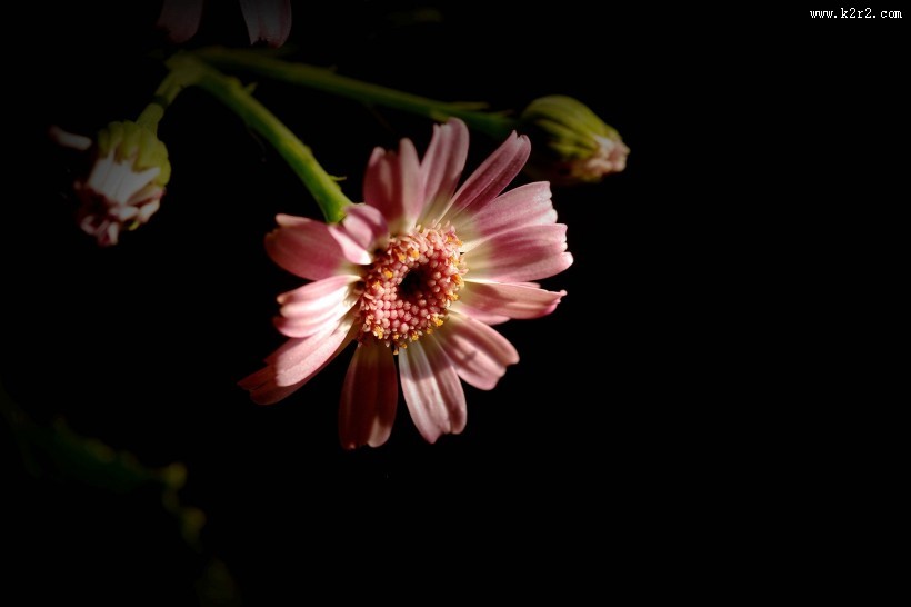 带露珠的粉色瓜叶菊图片