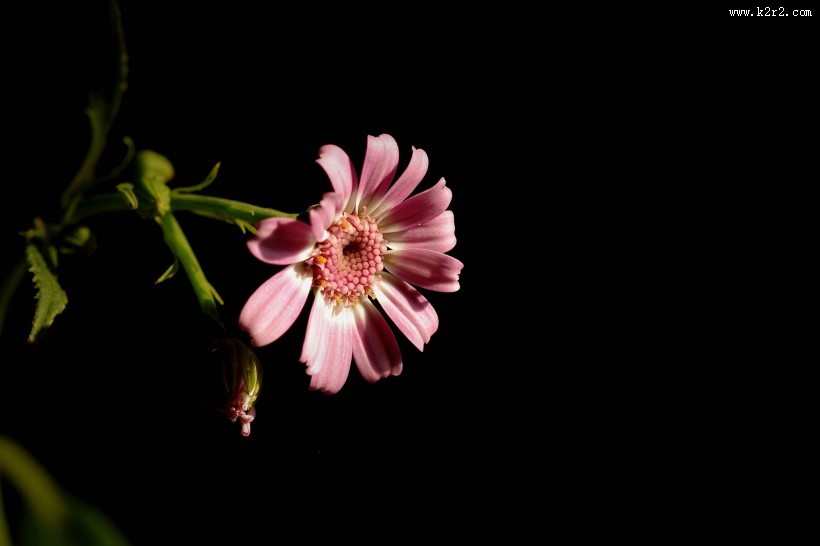 带露珠的粉色瓜叶菊图片