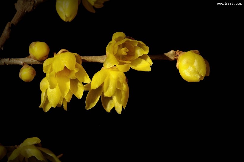 黄色腊梅花图片大全