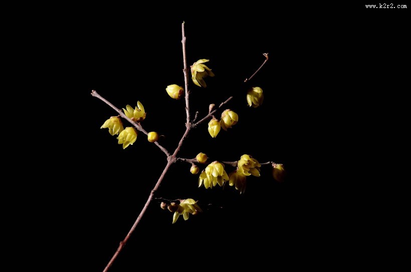 黄色腊梅花图片大全