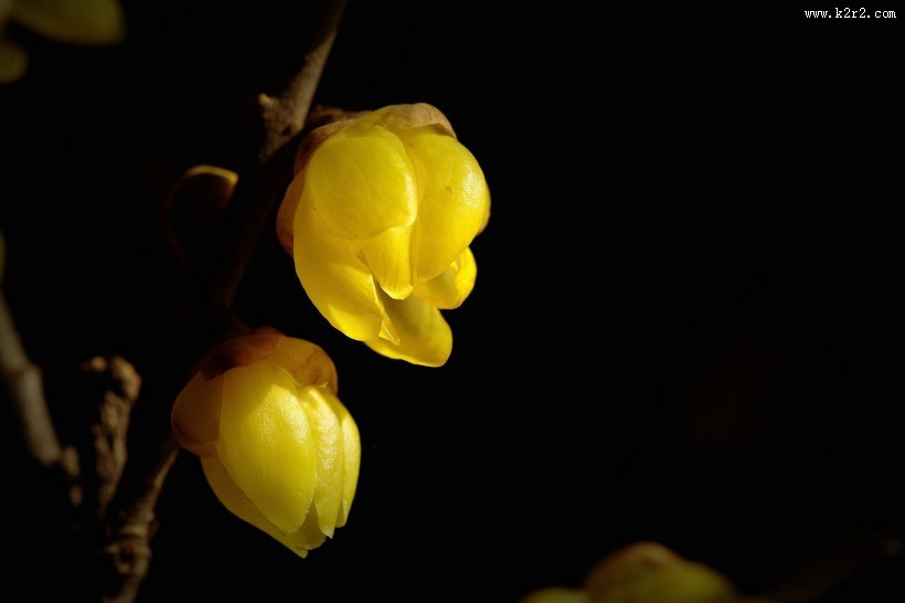黄色腊梅花图片大全