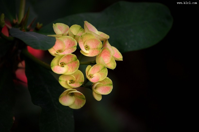 虎刺梅图片大全