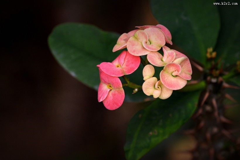 虎刺梅图片大全