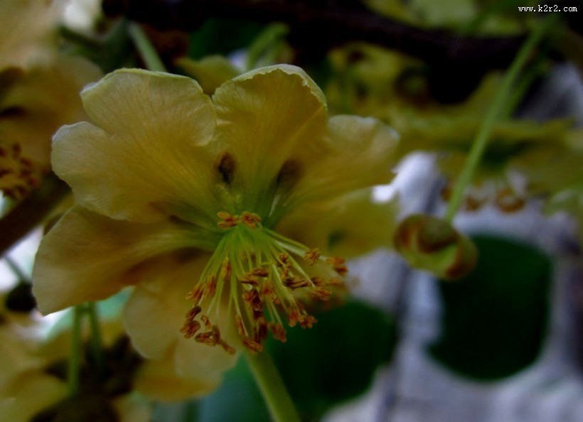 猕猴桃花图片大全