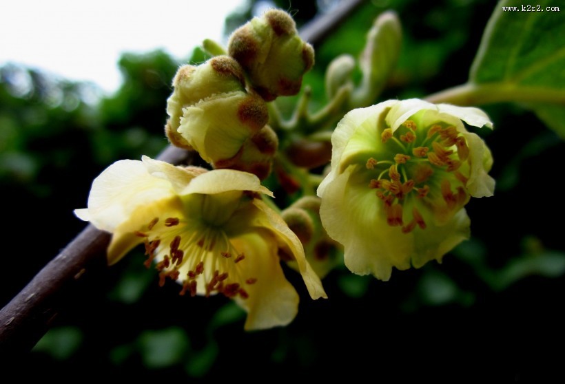 猕猴桃花图片大全