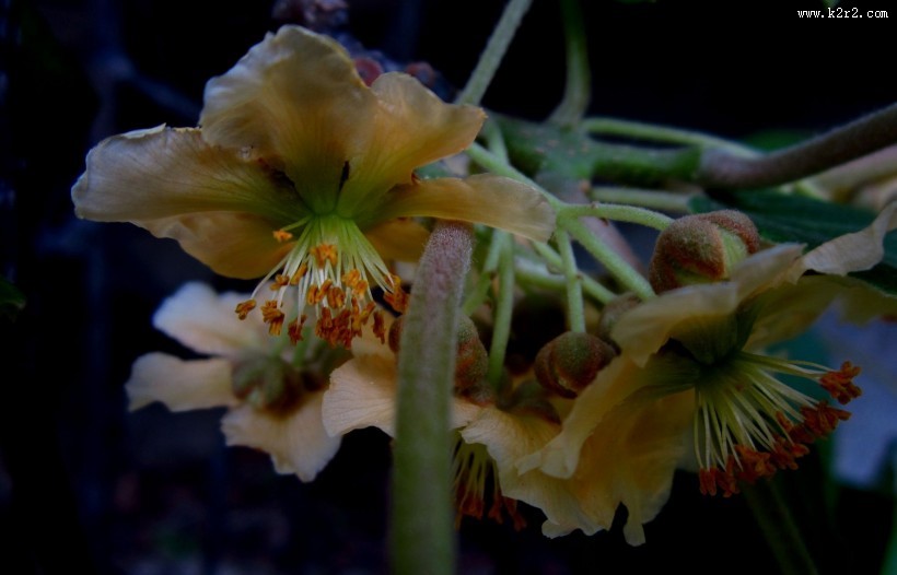 猕猴桃花图片大全