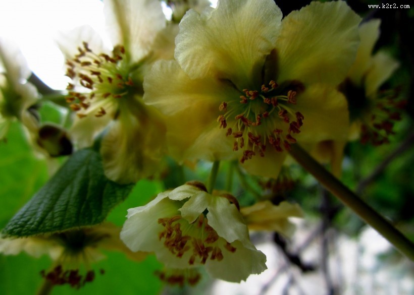 猕猴桃花图片大全