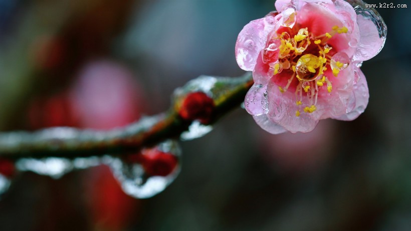 冰晶梅花图片大全