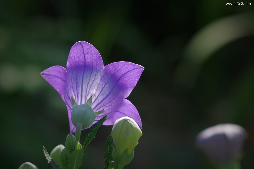紫桔梗花图片