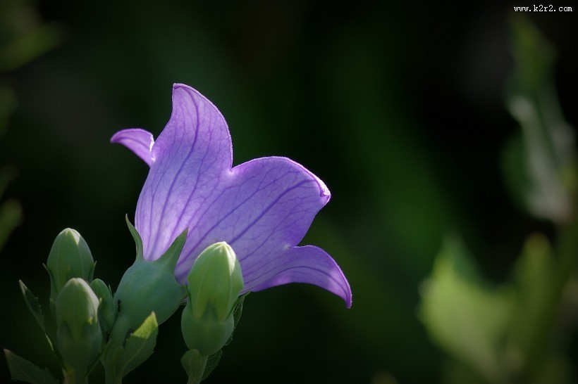 紫桔梗花图片