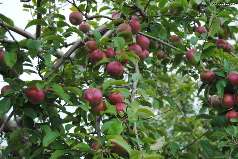 树上的苹果图片