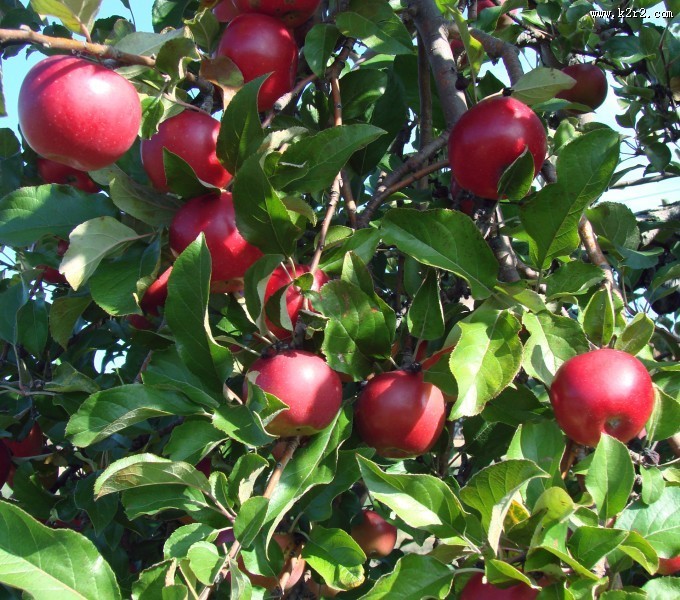 树上的苹果图片