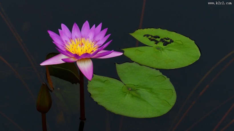 睡莲图片