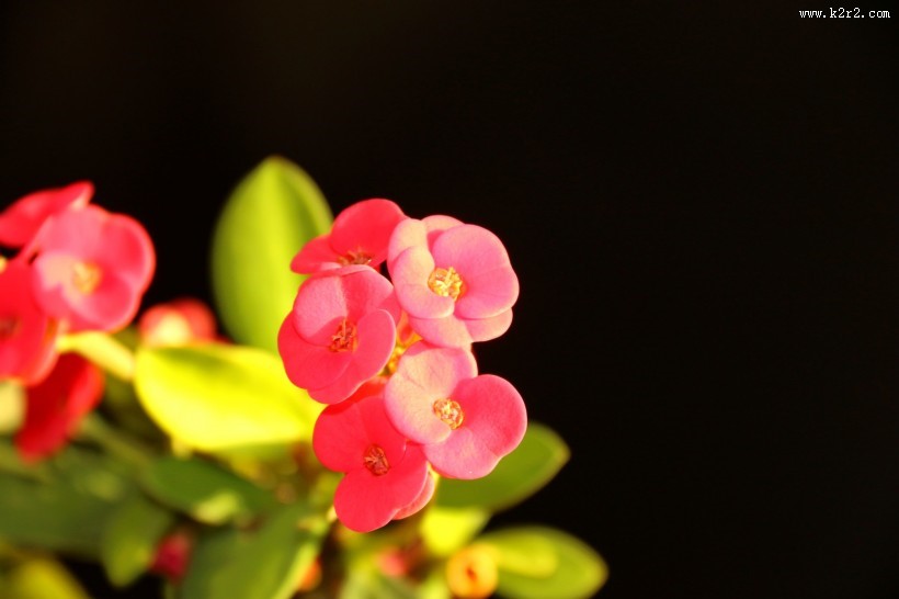 高光下的小红花图片