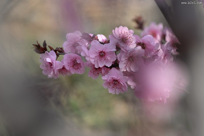 紫叶桃图片大全