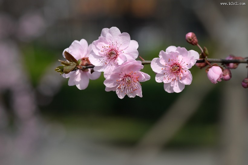 紫叶桃图片大全