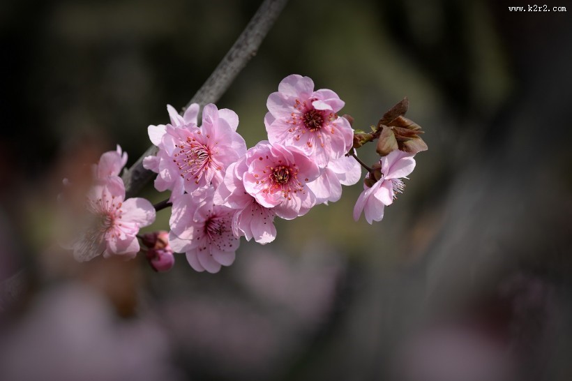 紫叶桃图片大全