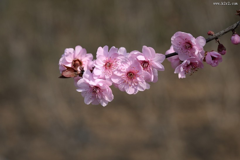紫叶桃图片大全