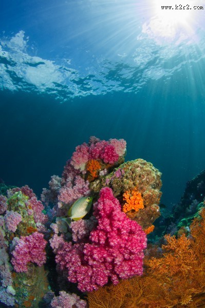 深海里的珊瑚和珊瑚礁图片大全