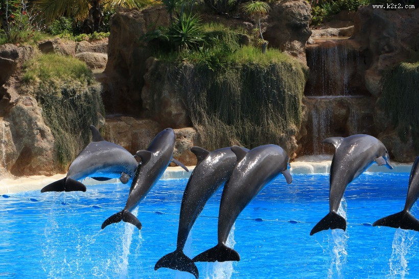 跃出水面的海豚图片