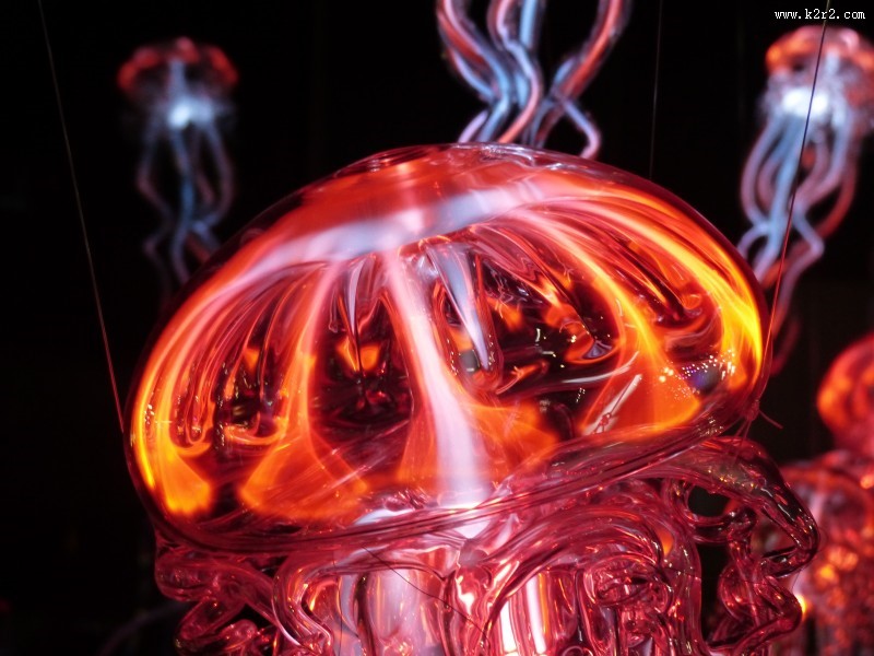 红色的水母图片