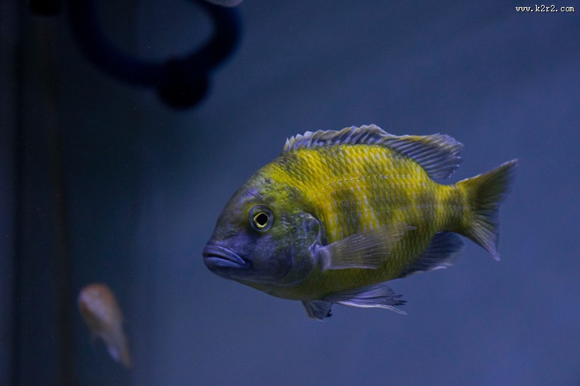 长相各异的海鱼图片大全