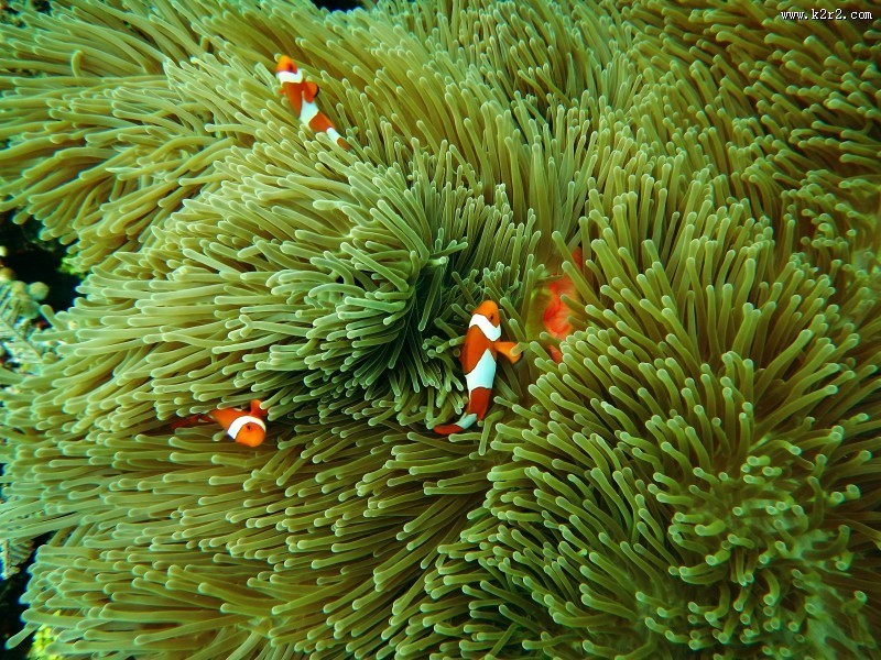 海里的珊瑚图片大全
