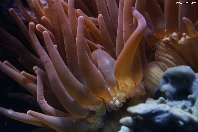 各种各样的珊瑚图片