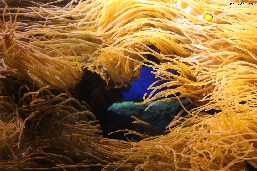 各种各样的珊瑚图片