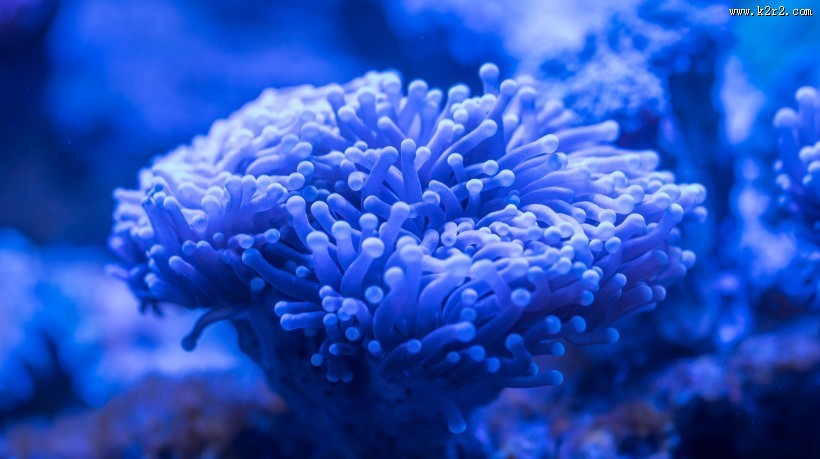 海底珊瑚图片大全