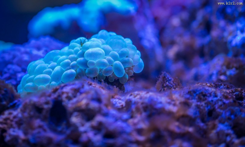 海底珊瑚图片大全