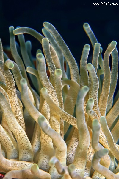 海底珊瑚图片大全