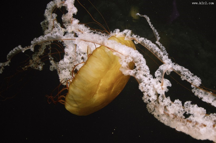 深海里水母图片