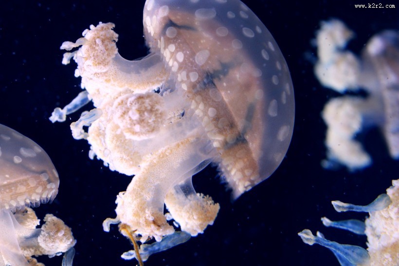 深海里水母图片