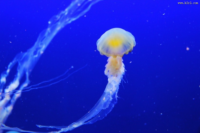 海洋中的水母图片