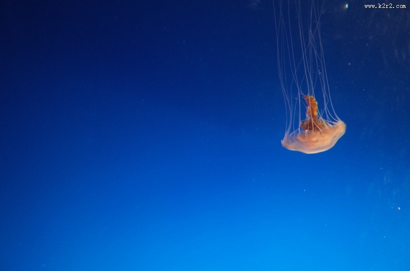 海洋中的水母图片
