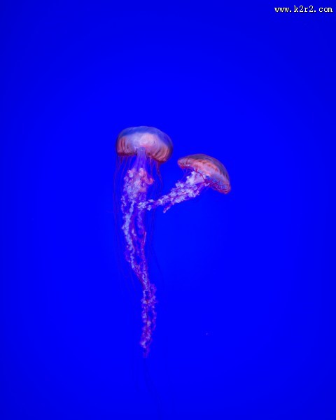 海洋中的水母图片