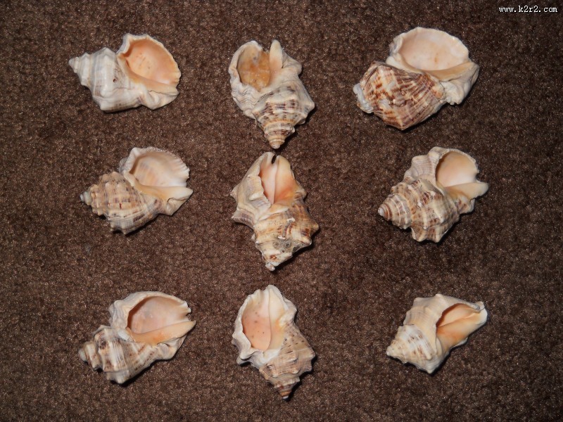 形状各异的海螺图片