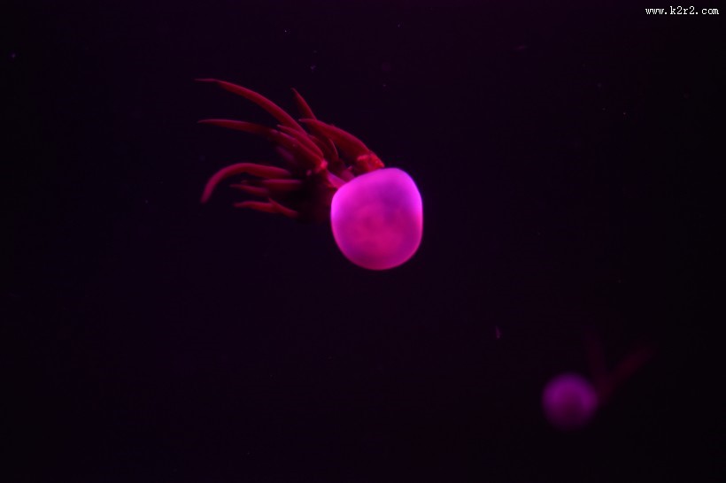 海洋中自由飘荡的水母图片大全