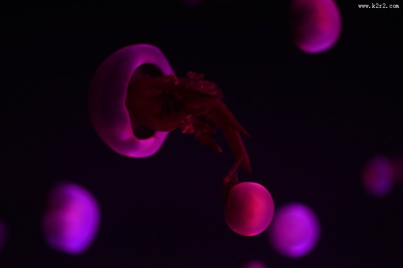 海洋中自由飘荡的水母图片大全