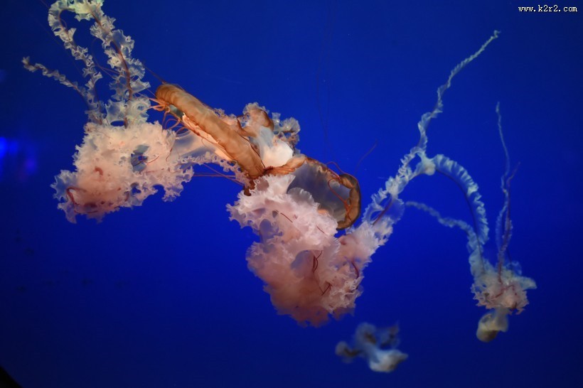 海洋中自由飘荡的水母图片大全