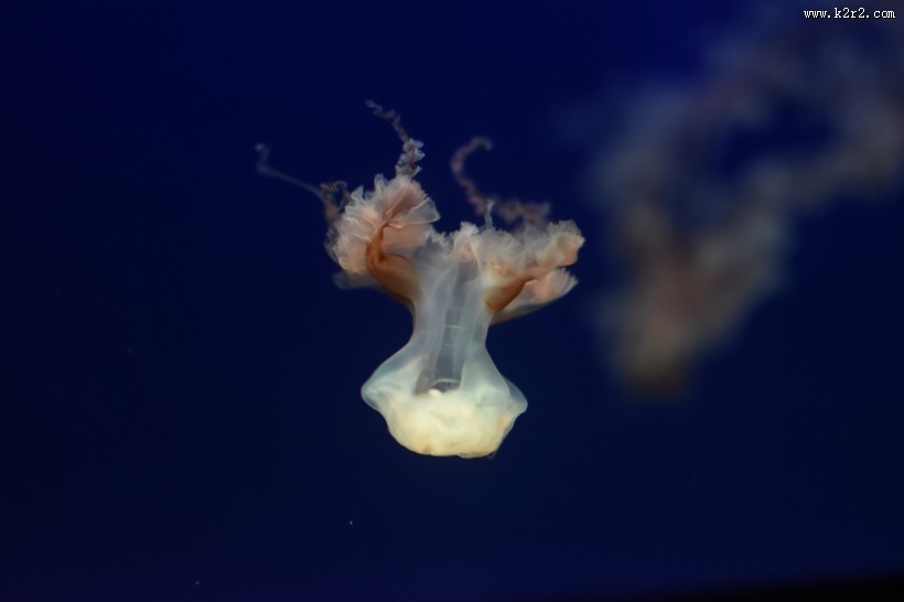 海洋中自由飘荡的水母图片大全